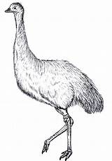 Emu Australian Colouring Animals Coloring Pages Template Sketch Aboriginal Animal Sweeper Street Search Google Templates Cute Huge September Chuck Does sketch template