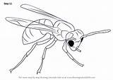 Hornet Draw Step Drawing Insects Tutorials Drawingtutorials101 Improvements Necessary Finally Finish Make sketch template