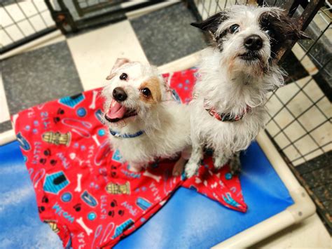 Oreo And Trouble Bonded Pair Famous Fido Rescue