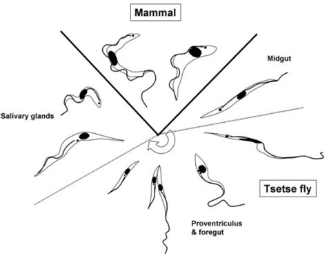 developmental cycle of trypanosoma brucei diagram illu open i