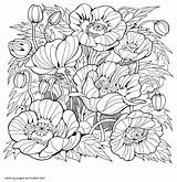 Coloring Pages Adults Flowers Flower Beautiful Printable Print Adult Look Other Book sketch template
