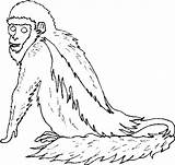 Scimmie sketch template