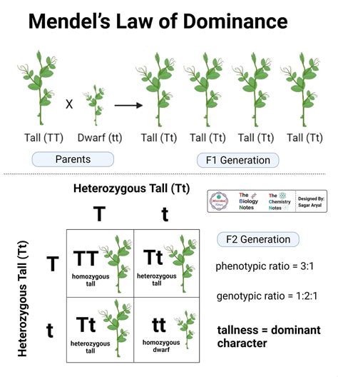 Mendels Law Of Dominance Definition Examples Limitations