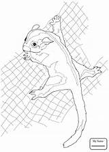 Coloring Mammals Possum Glider sketch template