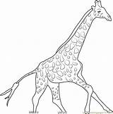 Giraffe Coloring Running Pages Outline Drawing Coloringpages101 Giraffes Printable Getdrawings sketch template