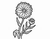 Marigold Coloring Pot Calendula Flower Drawing Pages Coloringcrew Getdrawings Flowers Book Popular sketch template