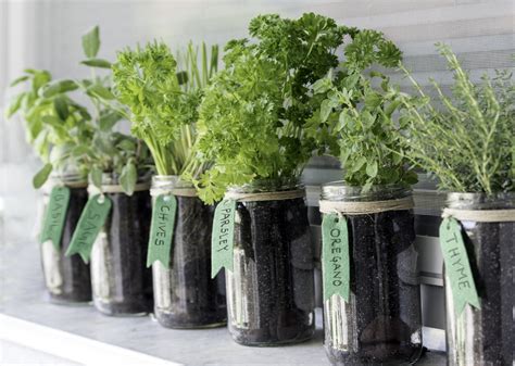 plantas aromaticas  puedes disfrutar todo el ano bioguia