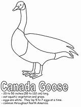 Goose Canada Coloring Pages Drawing Birds Animal Canadian Kids Animals Results Kidzone Getdrawings Activities Book Fact sketch template