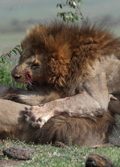 southpaw fighters  lions    bloody fight   lioness