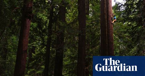 world view free climbing a giant redwood eureka northern california