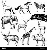 Animals Herbivore Vector Sketch Drawn Alamy Illustration Hand Set Style sketch template