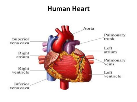 parts   human heart   functions medicinebtgcom