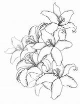 Lys Bouquet Coloriage Adulte Artherapie sketch template