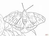 Butterfly Kamehameha Coloring Pages Printable Zebra Longwing Drawing Supercoloring Template Skip Main Drawings Online Choose Board Categories sketch template