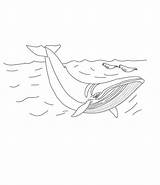 Coloring Whale Minke Pages Printable sketch template