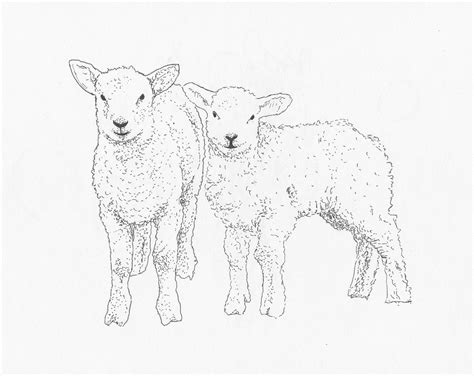 sketch  sheep lamb sketch templates sheep art sheep paintings
