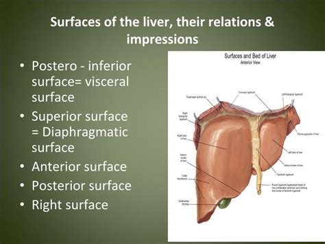 Ppt Liver And Gallbladder Powerpoint Presentation Id 4504876