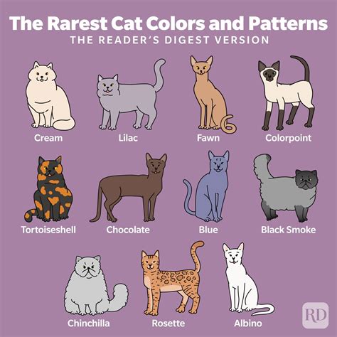 rare cat colors  patternsand  cats inherit  traits