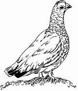 Ptarmigan Grouse Clipart Coloring Clipartmag Drawing Line Google Clip Ausmalen Clipground Auswählen Pinnwand Search sketch template