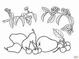 Pear Owoce Kolorowanka Owoców Gruszki Mamydzieci Pears sketch template