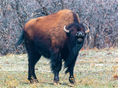 colorado bison herd photograph  steven krull fine art america