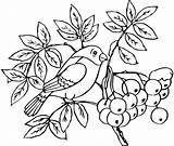 Coloring Bullfinch Pages sketch template