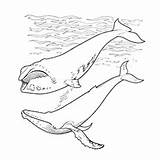 Whale Coloring Pages Printable Right Toddler Will Sperm sketch template
