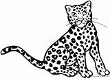 Ocelot Leopardo Ocelotes Cucciolo Animali Cheetah Coloring4free Coloradisegni Pages2color Raskrasil sketch template