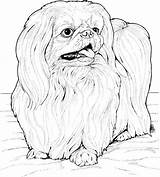 Coloring Pages Apso Dog Lhasa Pekingese Printable Dogs Breed Drawings Animal Drawing Super sketch template