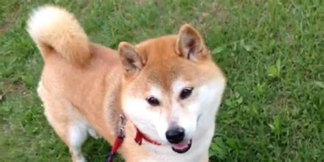 real doge  joined vine     happy huffpost