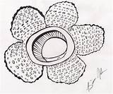 Rafflesia sketch template