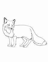 Arctic Coloring Animals Pages Fox Getdrawings Getcolorings sketch template