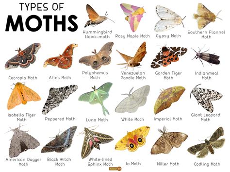 british day flying moths identification guide fsc moths guide