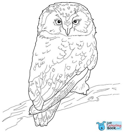 elf owl coloring page   goodimgco