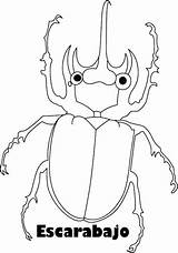 Escarabajos Insectos Deseo Aporta Pueda Utililidad Beetle sketch template