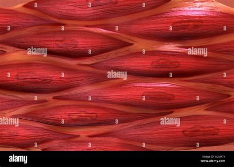 smooth muscle tissue stock photo  alamy
