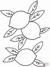 Lemon Coloring Pages Color Printable Great sketch template