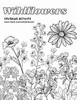 Wildflowers Atinytrip sketch template