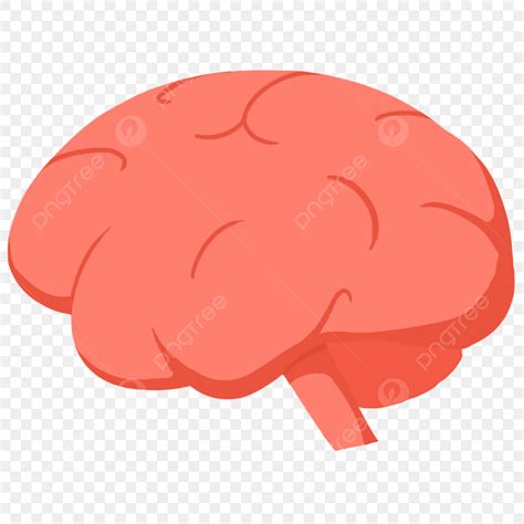 gambar ilustrasi otak organ manusia clipart otak organ manusia