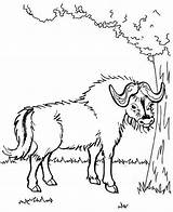 Yak Coloring Tree Pages sketch template