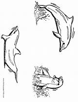 Dolphins Coloring Pages Printable Animal Color Cliparts Dolphin Clipart Three Print Sheets Found Library sketch template