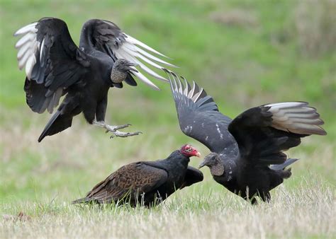 vultures  pennsylvania black  turkey  differences