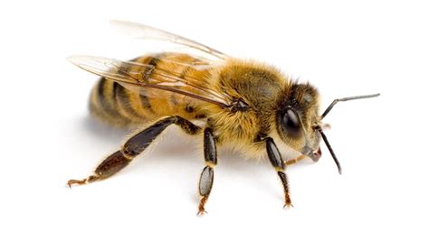 conservation   yellow faced bee explored britannica