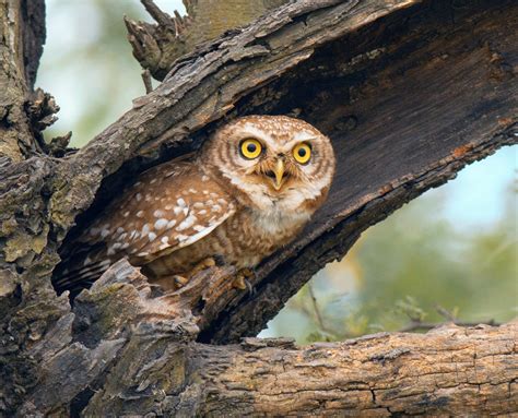 forest restoration  protect spotted owls   long term earthcom