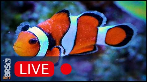 true saltwater fish quarantine real    youtube