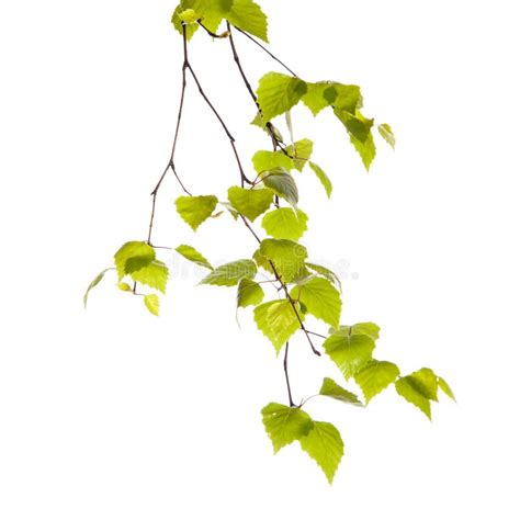 birch branch stock image image  park background nature