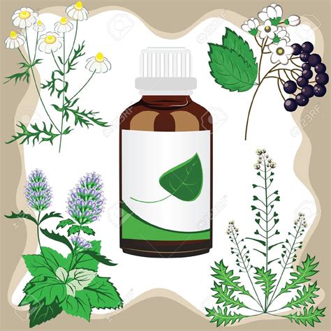 medicinal plant clipart 20 free cliparts download images on