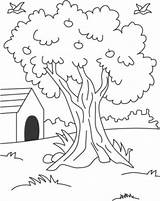 Colorear Arbol Jardín árbol sketch template