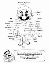 Anatomy Coloring Pages Book Heart Kids Human Printable Mario Physiology Colouring Bootleg Clipart Books Body Coloringhome Color Library Utterly Insane sketch template