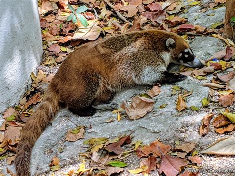 coati reallygood